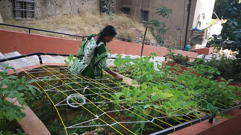 A migrant worker picks okra from the planters along the Burjawi staircase in Nasra, Achrafieh. Beirut, Lebanon. 2018. (Dana Mazraani/Beirut Urban Lab)