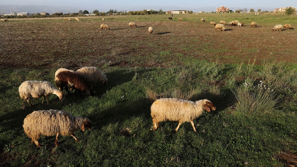 Sheep grazing in a plot of land filled with greenery in the town of Machta Hammoud in Akkar.