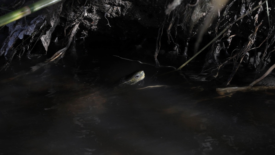 A water turtle peeks its head outside of a rainwater canal filled with dark sewage water in Akkar.